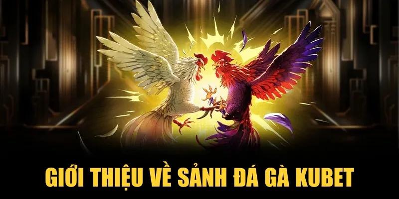 Giới thiệu về sảnh đá gà KUBET